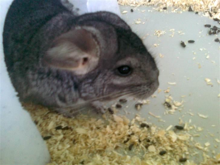 Chinchilla Balou - RRR. Dejlige Balou! billede 1