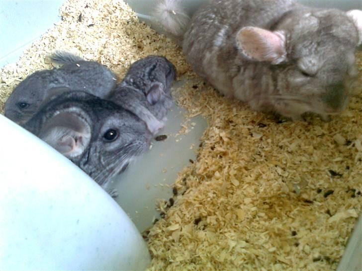 Chinchilla Balou - Balou.. (Beauty i baggrunden) billede 2