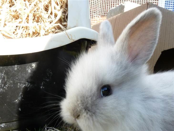 Kanin Aaliyah (prinsessen) billede 1