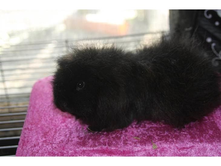 {{currentPhoto.altText}} billede {{currentPhoto.number}}