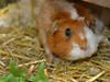 Marsvin molly R.I.P :´( [ Himmelgnaver]