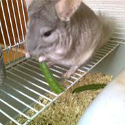 Chinchilla Beauty