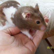 Hamster Trille