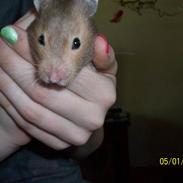 Hamster Trille