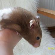 Hamster Trille