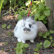 Kanin Løvehovede*Willow<3