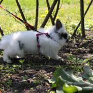 Kanin Løvehovede*Willow<3