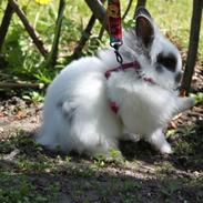 Kanin Løvehovede*Willow<3