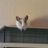 Chinchilla Basil