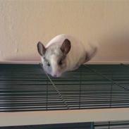 Chinchilla Basil