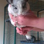 Chinchilla Basil