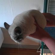 Chinchilla Basil