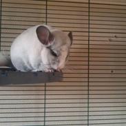 Chinchilla Basil