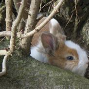 Kanin Stengaardens Monty 