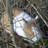 Kanin Stengaardens Monty 