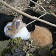 Kanin Stengaardens Monty 