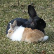 Kanin Stengaardens Monty 