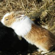 Kanin Stengaardens Monty 