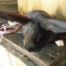 Kanin Sofiagaardens Rubber ball