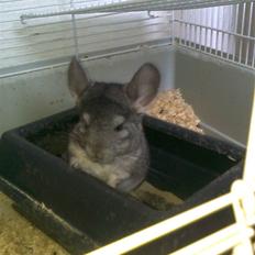 Chinchilla Balou