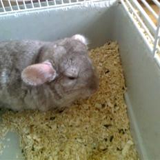 Chinchilla Beauty