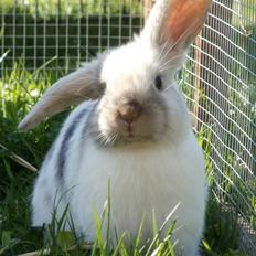 Kanin Æblehavens Mozilla Firefox