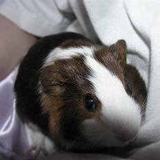 Marsvin »•Max(R.I.P)•«