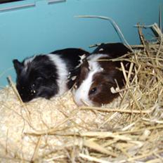 Marsvin »•Max(R.I.P)•«