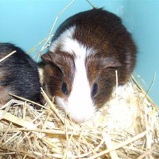 Marsvin »•Max(R.I.P)•«