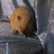 Tamrotte Uro of Nippyland