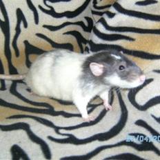 Tamrotte Domestic rats Faro