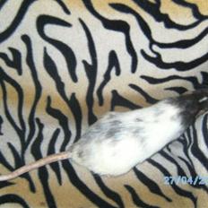 Tamrotte Domestic rats Faro