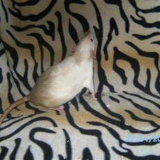 Tamrotte Røntveds Posiedon