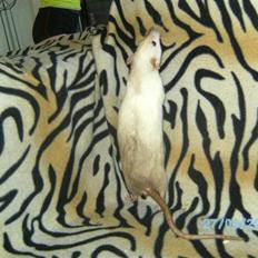 Tamrotte Røntveds Posiedon