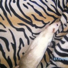 Tamrotte Røntveds Posiedon