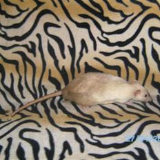 Tamrotte Domestic rats Logan JR