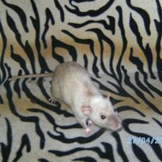 Tamrotte Domestic rats Logan JR