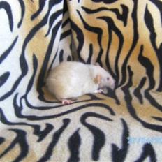 Tamrotte Røntveds Andiamo