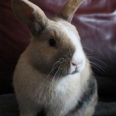 Kanin Ziggy's Nala |Solgt|