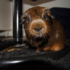 Marsvin Lille Sorte Sambo