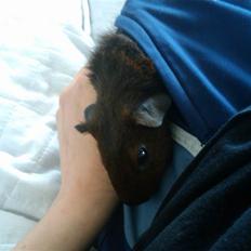 Marsvin Lille Sorte Sambo