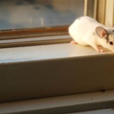 Mus stald woodstocks  esmaralda