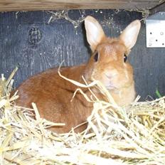 Kanin Elvira Maddigan Makenzie