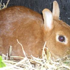 Kanin Elvira Maddigan Makenzie