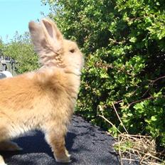 Kanin HJ's Prins Pjuske<3