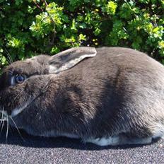 Kanin HJ's Stjerne<3 + UNGER!