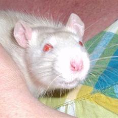 Tamrotte Motti (himmelgnaver)