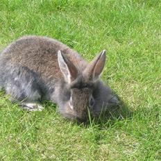 Kanin Neska Txikia (solgt)