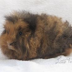 Marsvin Alexanders Kookaburra