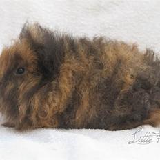 Marsvin Alexanders Kookaburra